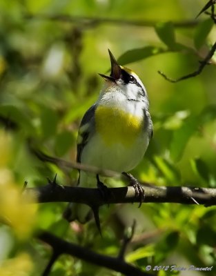 Brewster's Warbler
