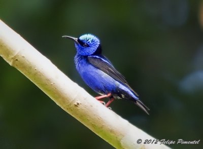 Birds seen in Costa Rica & Panama