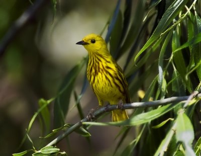 yellow warbler.jpg