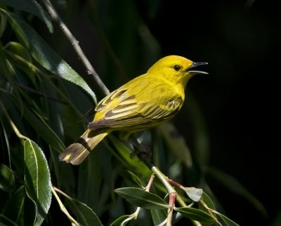 Yellow Warblers