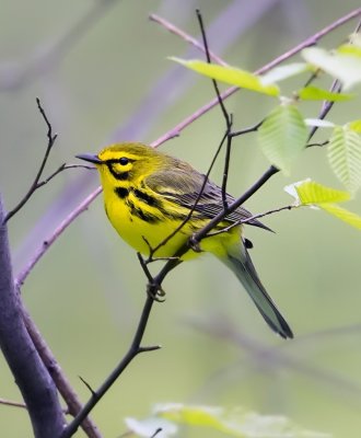 Prairie Warbler