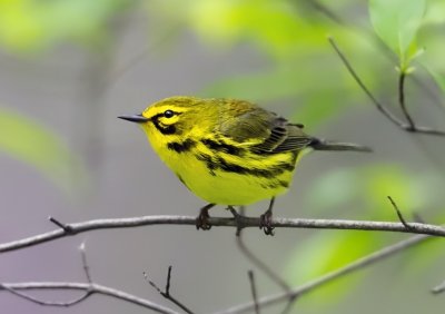 Prairie Warbler