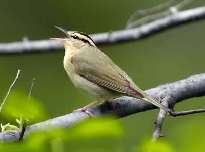 Worm-eating Warbler