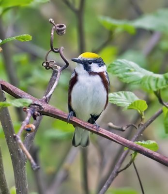 Chestnut-sided Warbler