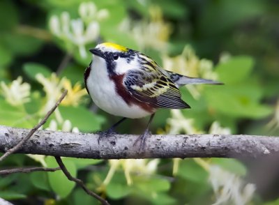 Chestnut-sided Warbler
