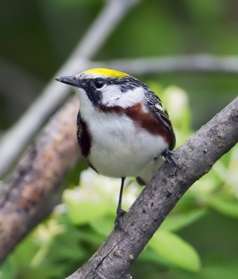 Chestnut-sided Warbler