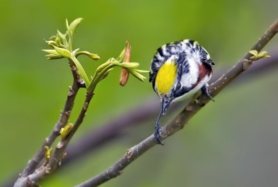 Chestnut-sided Warbler