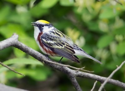 Chestnut-sided Warblers