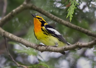 Blackburnian Warbler