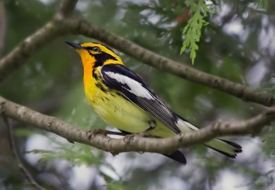 Blackburnian Warbler