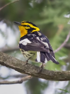 Blackburnian Warbler