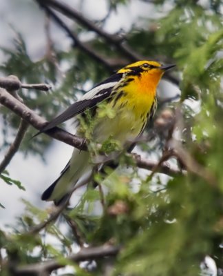 Blackburnian Warbler