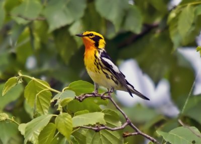 Blackburnian Warbler