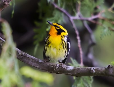 Blackburnian Warbler