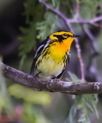 Blackburnian Warbler