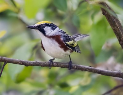 Chestnut-sided Warbler