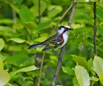 Chestnut-sided Warbler