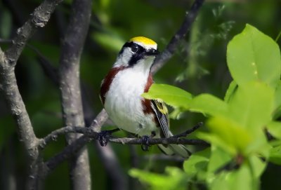 Chestnut-sided Warbler