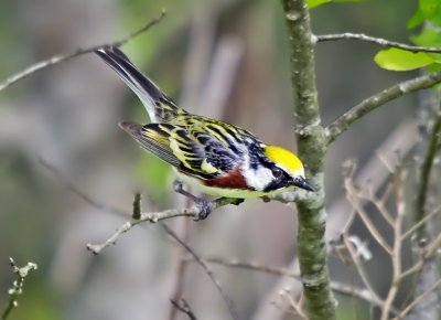Chestnut-sided Warbler