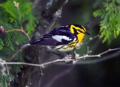 Blackburnian Warbler