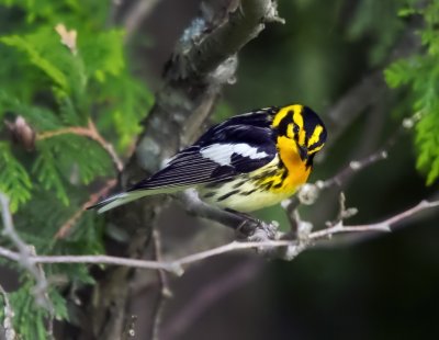 Blackburnian Warbler