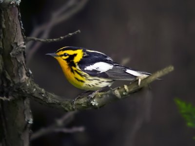 Blackburnian Warbler