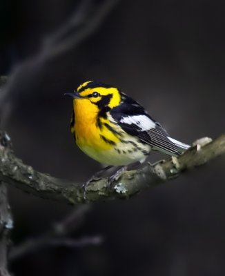 Blackburnian Warbler