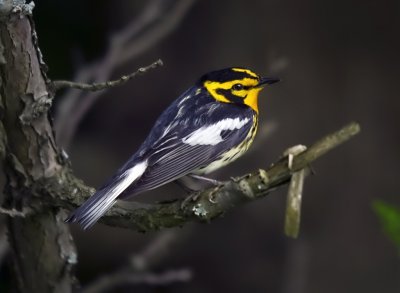 Blackburnian Warbler