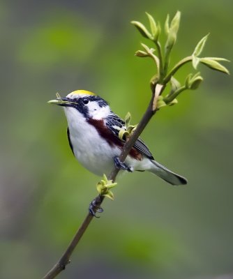Chestnut-sided Warbler