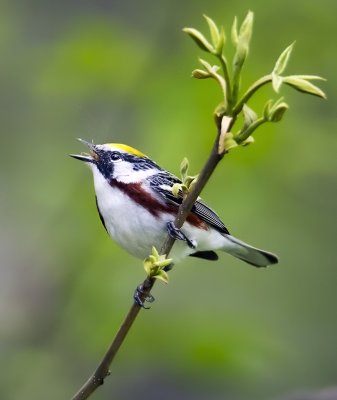 Chestnut-sided Warbler