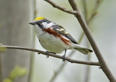 Chestnut-sided Warbler