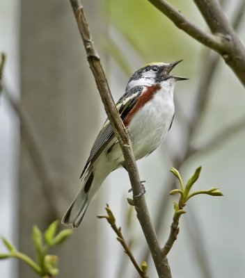 Chestnut-sided Warbler