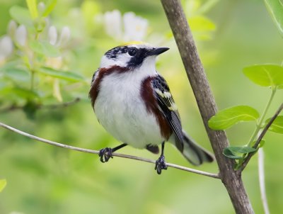 Chestnut-sided Warbler