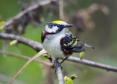 Chestnut-sided Warbler