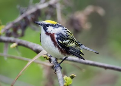 Chestnut-sided Warbler