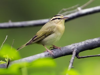 Worm-eating Warbler