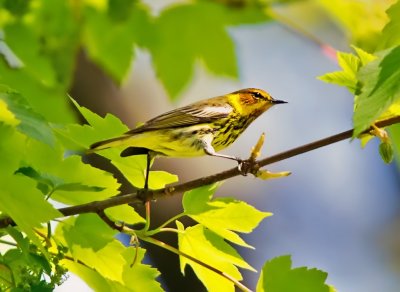 Cape May Warbler