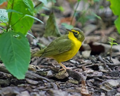 Kentucky Warbler