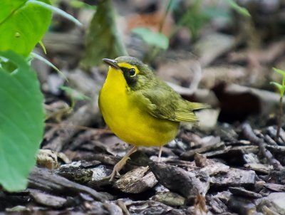Kentucky Warbler