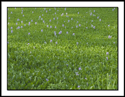 Water Hyacinth 2
