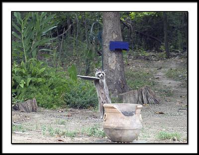 Backyard Raccoon 1