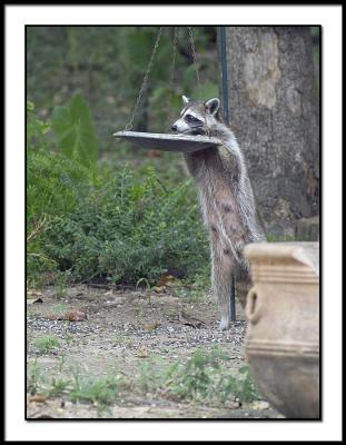Backyard Raccoon 2