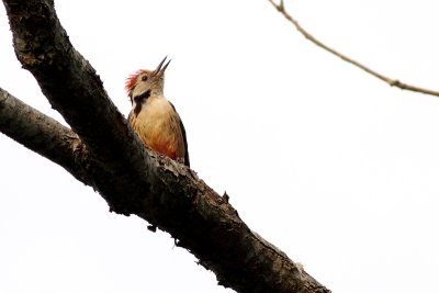 Middle Spotted woodpecker (Dendrocopos medius)