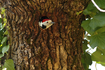 Middle Spotted woodpecker (Dendrocopos medius)