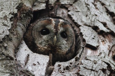 Tawny Owl (Strix aluco)