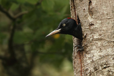 Black Woodpecker (Dryocopus martius)