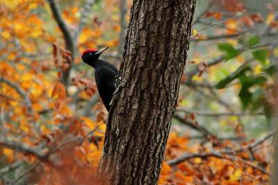 Dryocopus martius Black Woodpecker