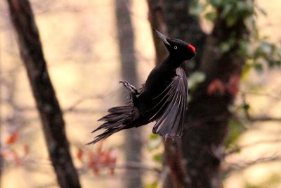 Black Woodpecker Dryocopus martius