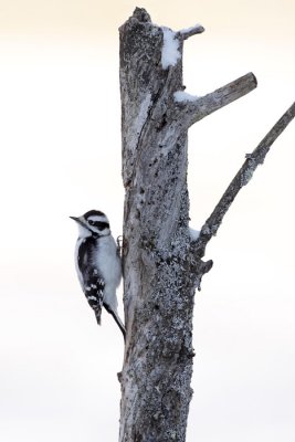 Downy Woodpecker (Dryobates pubescens) in snow