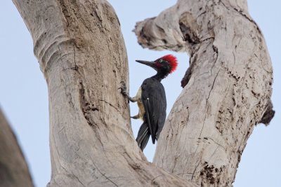 White-bellied Woodpecker (Dryocopus javensis)